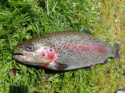 ニジマスの釣果