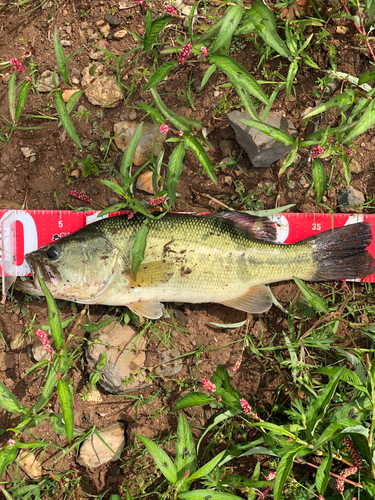 ブラックバスの釣果