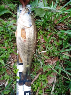 ラージマウスバスの釣果