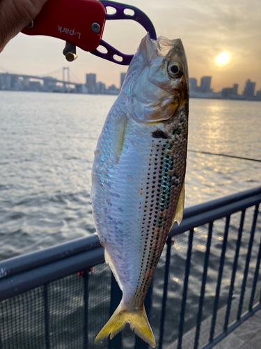 コノシロの釣果