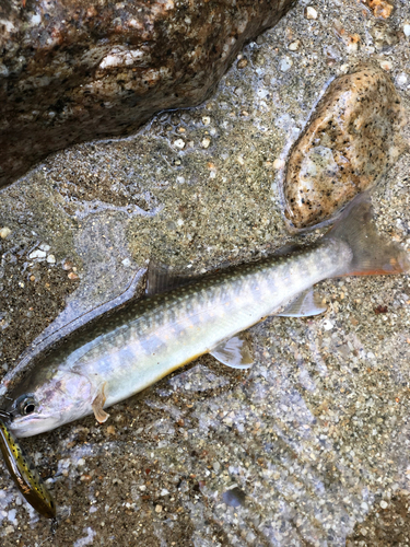 イワナの釣果