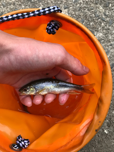 カワムツの釣果