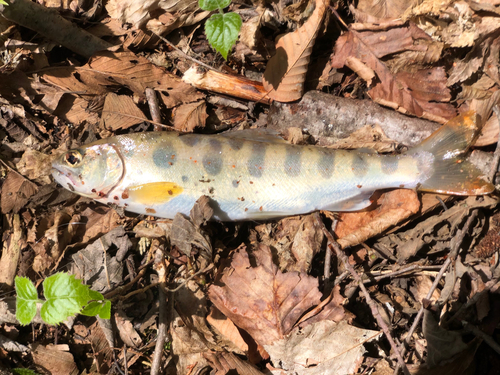 アマゴの釣果