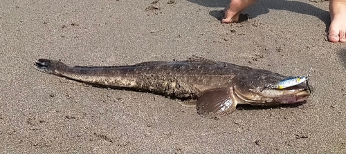 マゴチの釣果