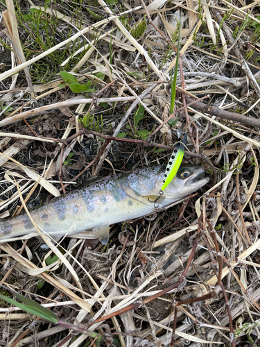 ヤマメの釣果