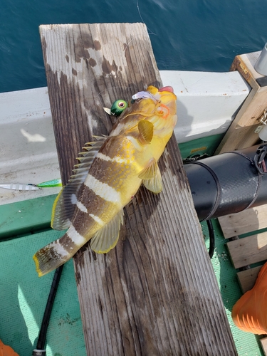 アオハタの釣果