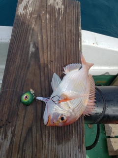 レンコダイの釣果