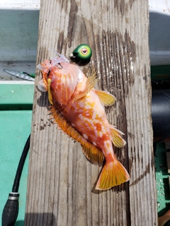 アヤメカサゴの釣果