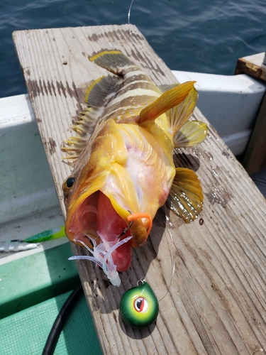 アオハタの釣果