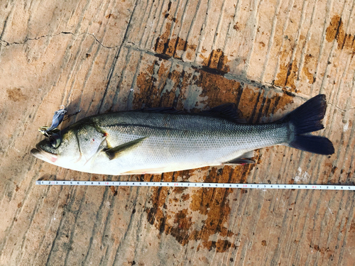 フッコ（マルスズキ）の釣果