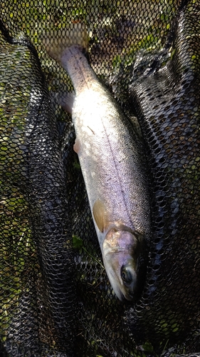 ニジマスの釣果