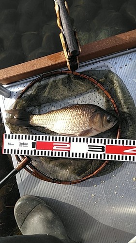 ヘラブナの釣果