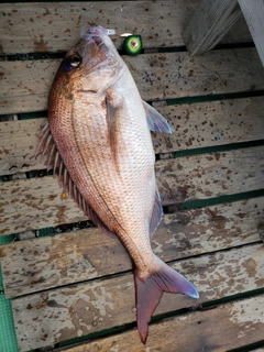 マダイの釣果