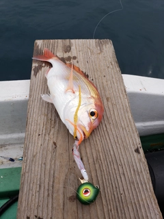 レンコダイの釣果