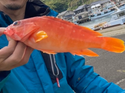 アカハタの釣果