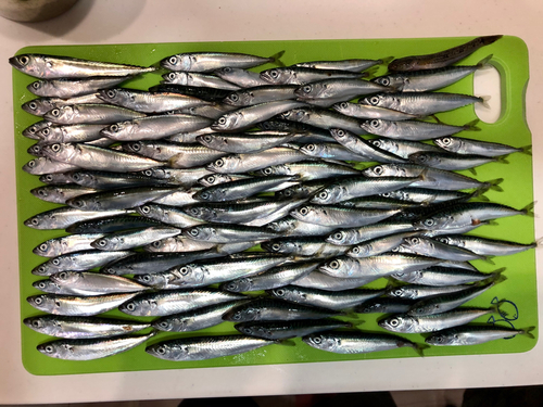 マサバの釣果