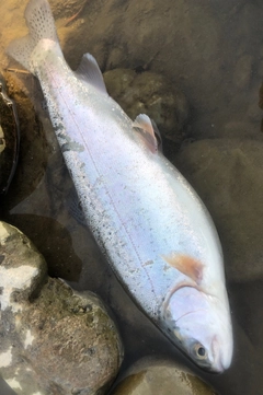 ニジマスの釣果