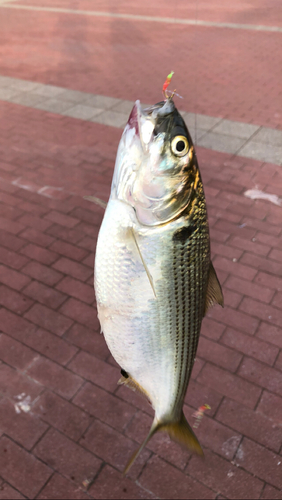 コノシロの釣果