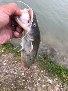 ナマズの釣果