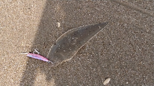 シタビラメの釣果