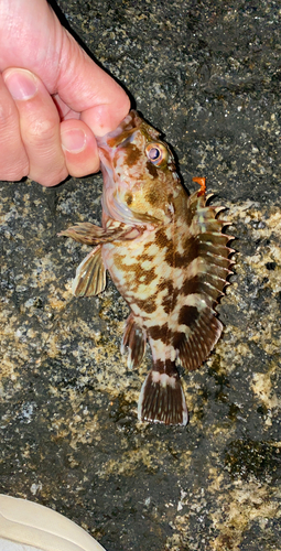 カサゴの釣果