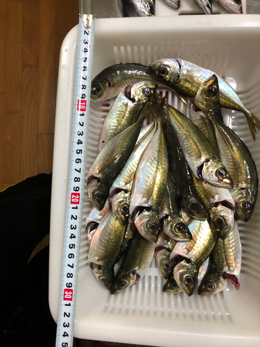 アジの釣果