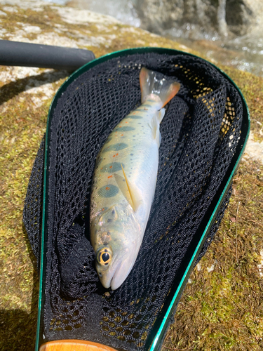 アマゴの釣果