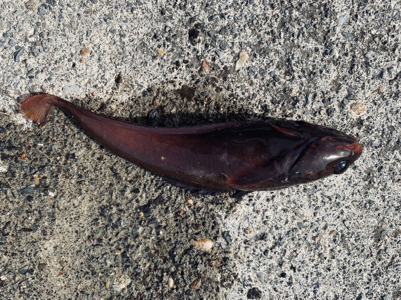 エゾイソアイナメ