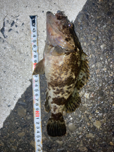 タケノコメバルの釣果