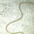 ウミヘビ