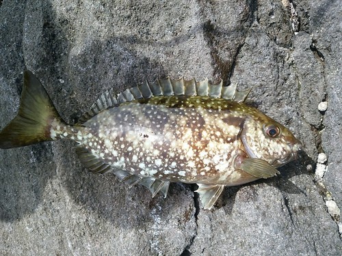 アイゴの釣果