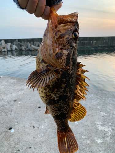 タケノコメバルの釣果