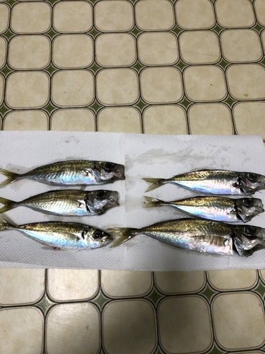 アジの釣果