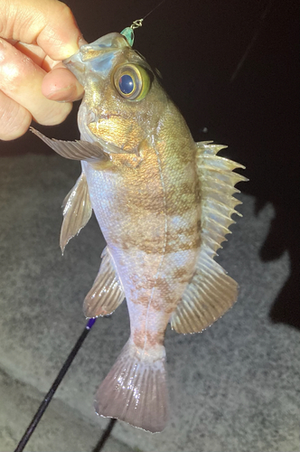 メバルの釣果