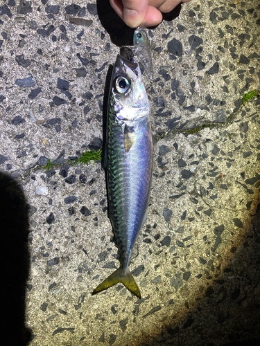 サバの釣果