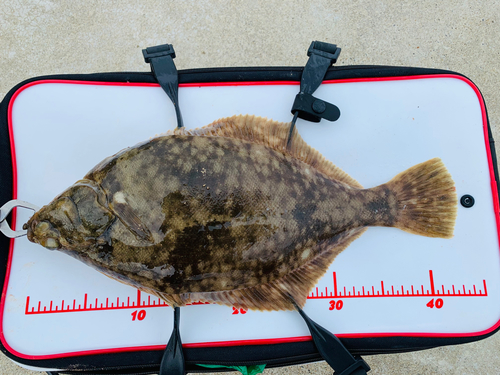 カレイの釣果