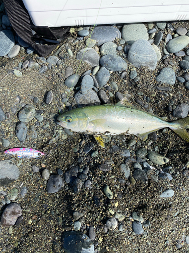 ワカシの釣果