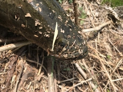 ライギョの釣果