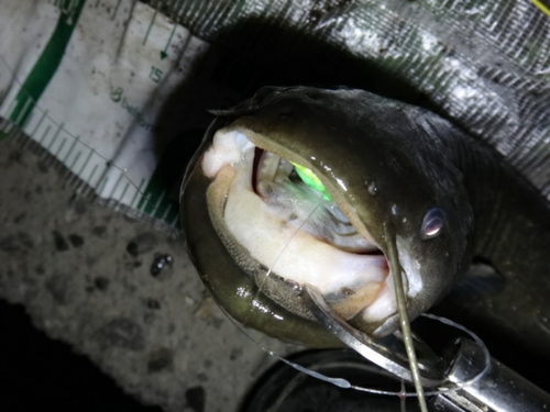 マナマズの釣果