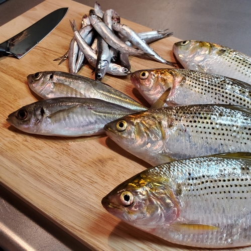 コノシロの釣果