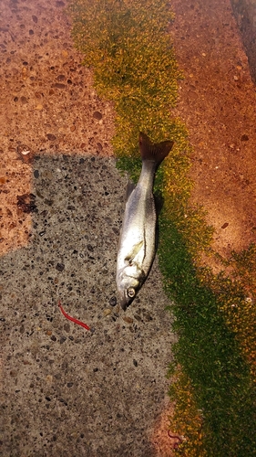 セイゴ（マルスズキ）の釣果