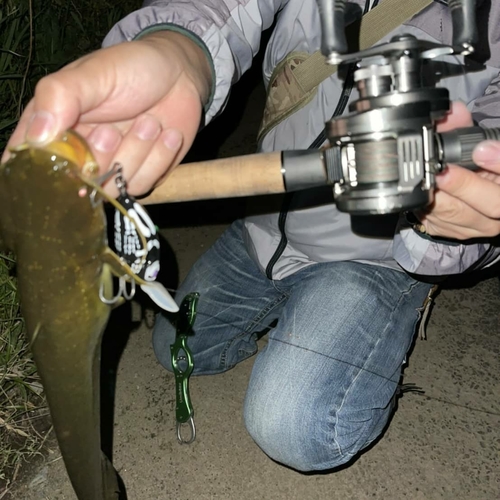 マナマズの釣果