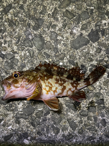 カサゴの釣果