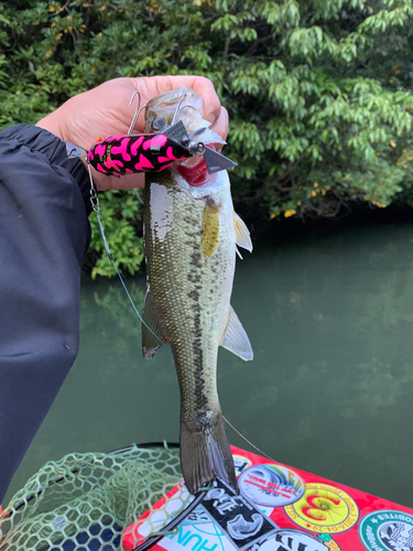 ラージマウスバスの釣果