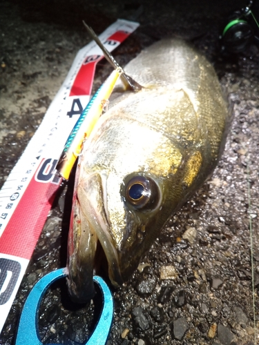 シーバスの釣果