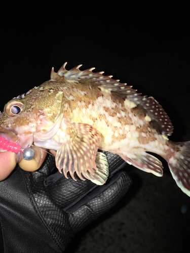 カサゴの釣果