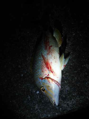 タマンの釣果