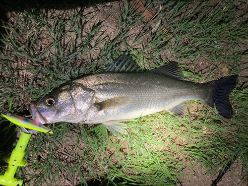 シーバスの釣果