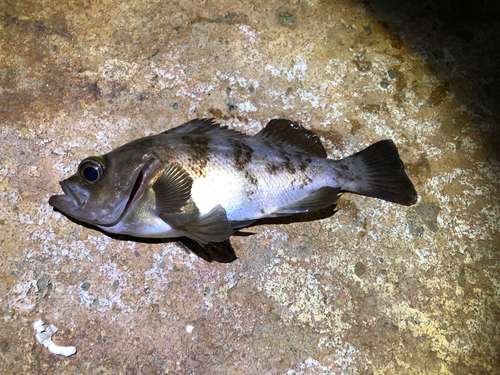 メバルの釣果