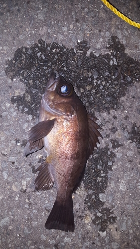 メバルの釣果